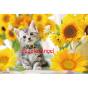 向日葵小貓300塊,  size:26x38cm