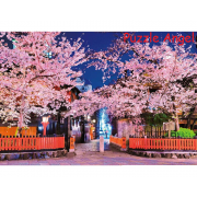風景-祇園夜櫻花1000塊砌圖, size:49x72cm