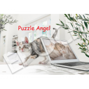 遠距辦公結束了小貓300塊,  size:26x38cm